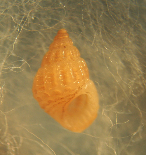 Alvania cfr. lineata